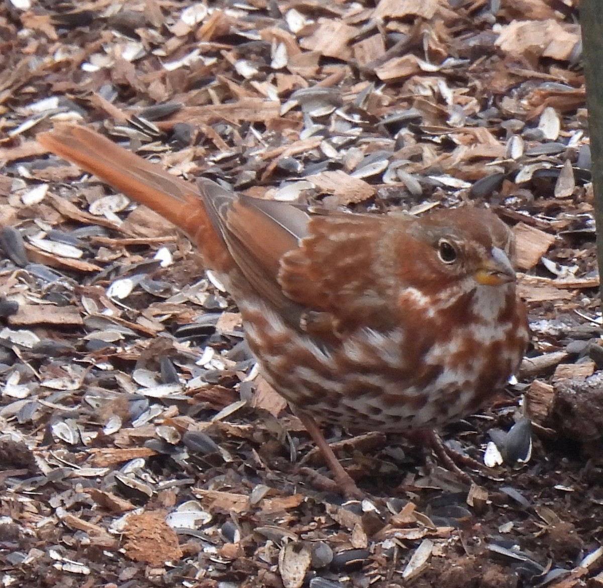 Fox Sparrow - Peggy Maslow