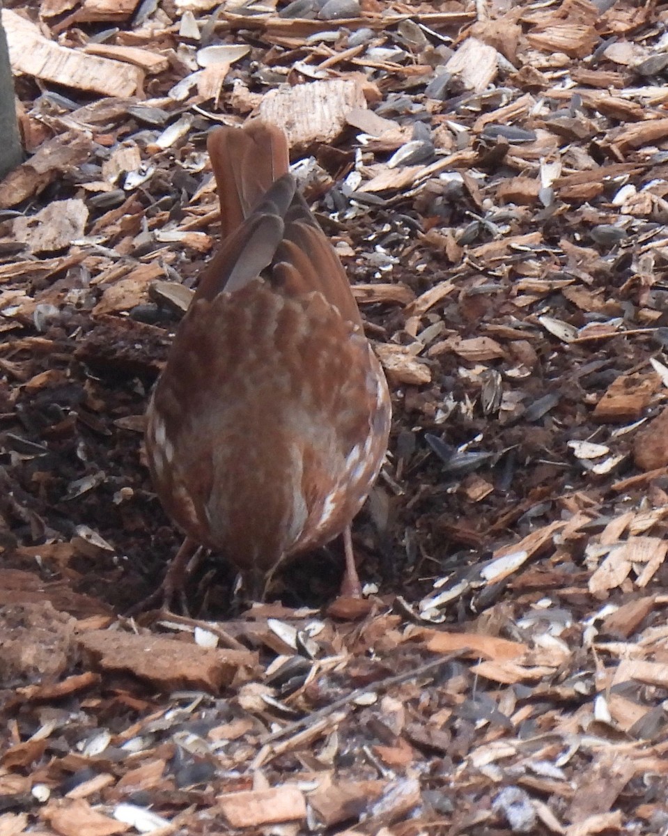 Fox Sparrow - ML410479651