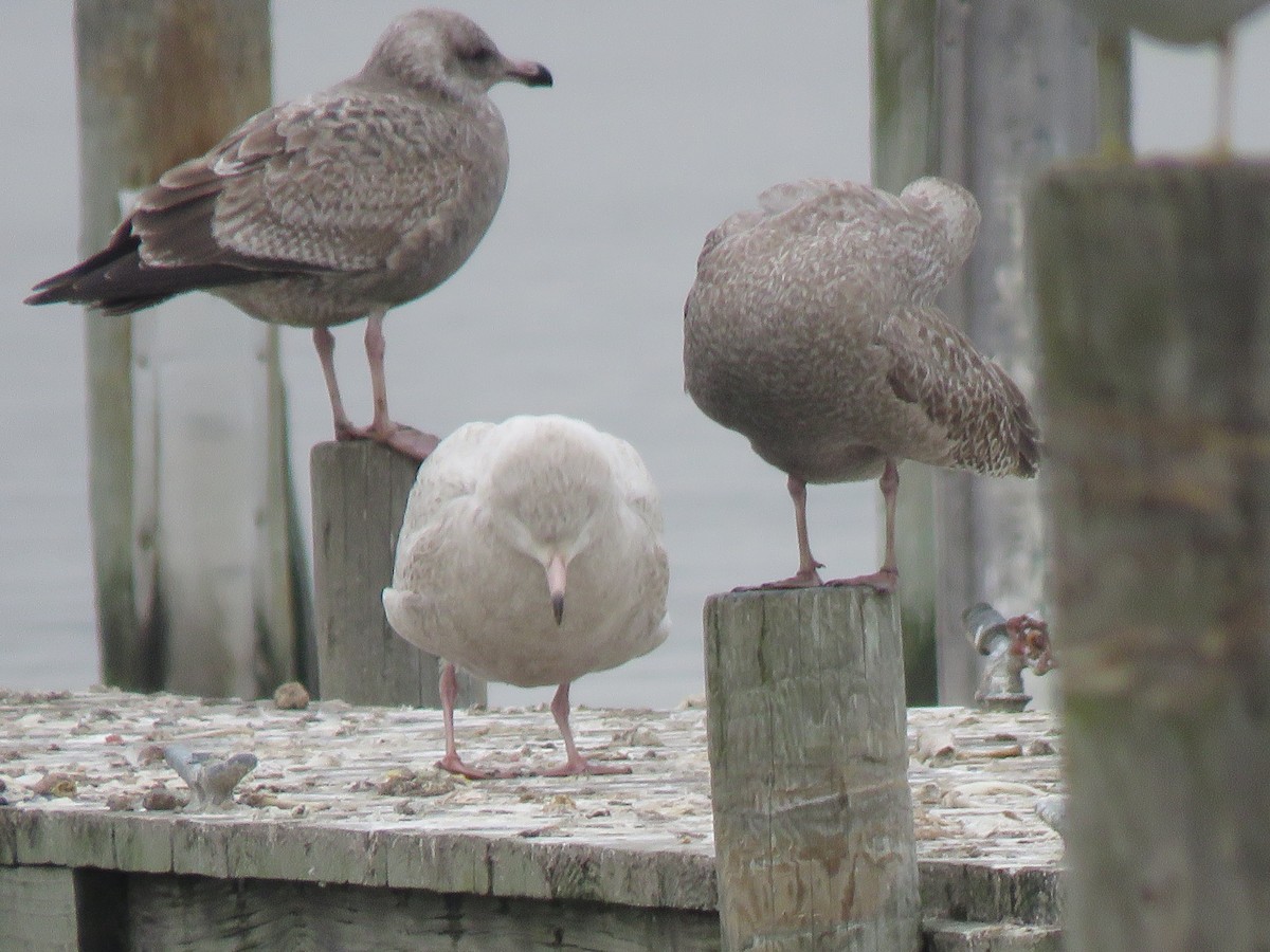 Glaucous Gull - ML410479951