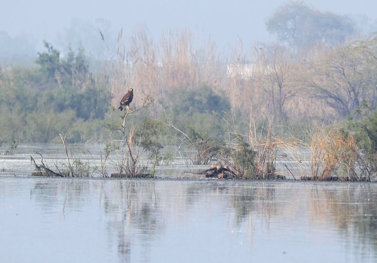 Greater Spotted Eagle - Deepanshu Chaudhary