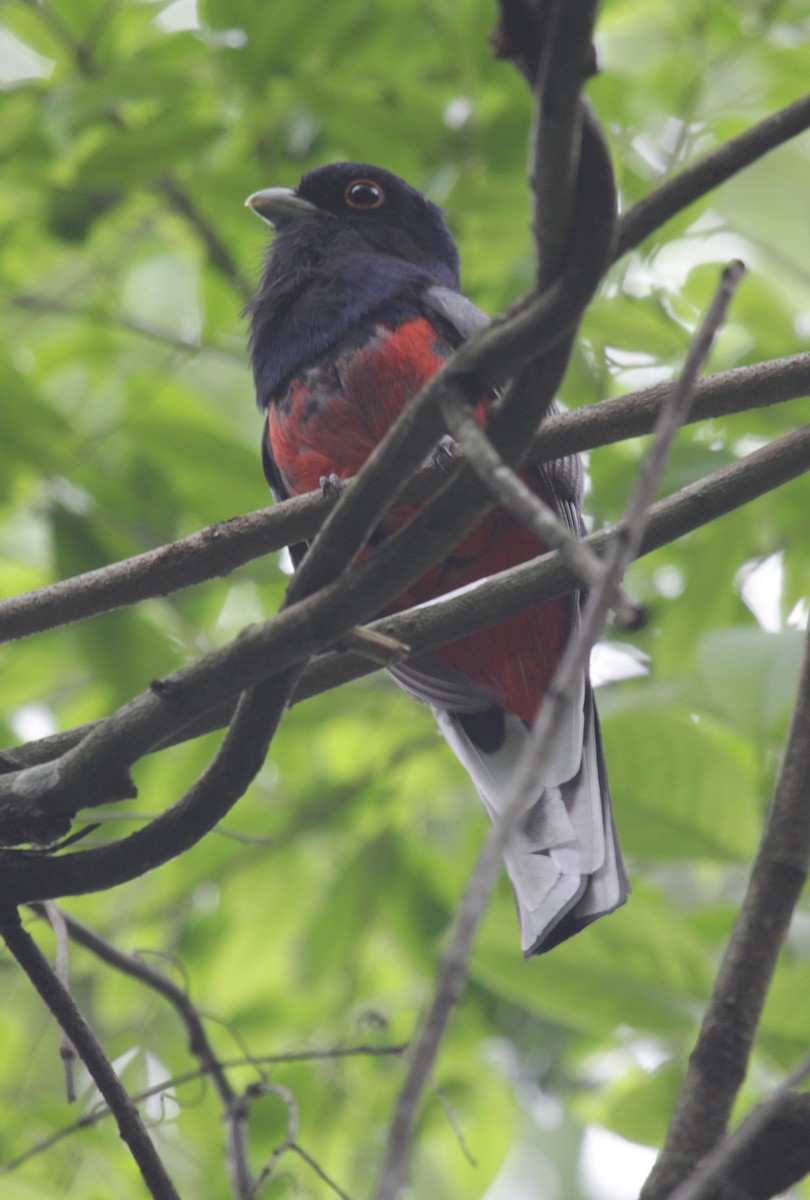 Blue-crowned Trogon - ML410480401