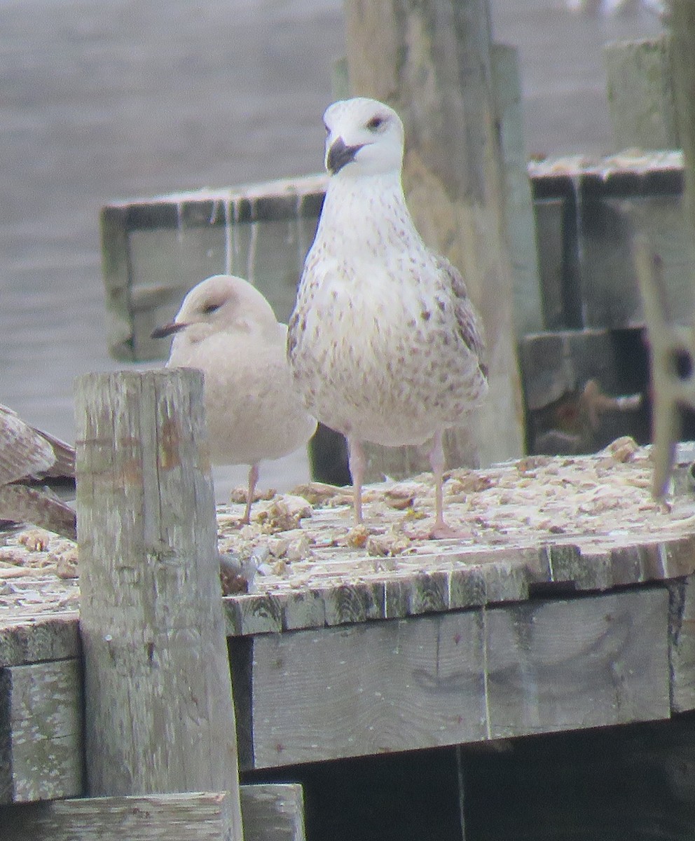 Iceland Gull - ML410480831