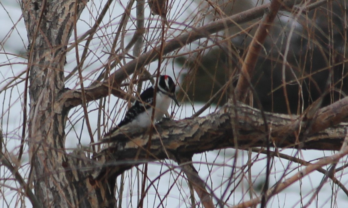 Hairy Woodpecker - ML410480841