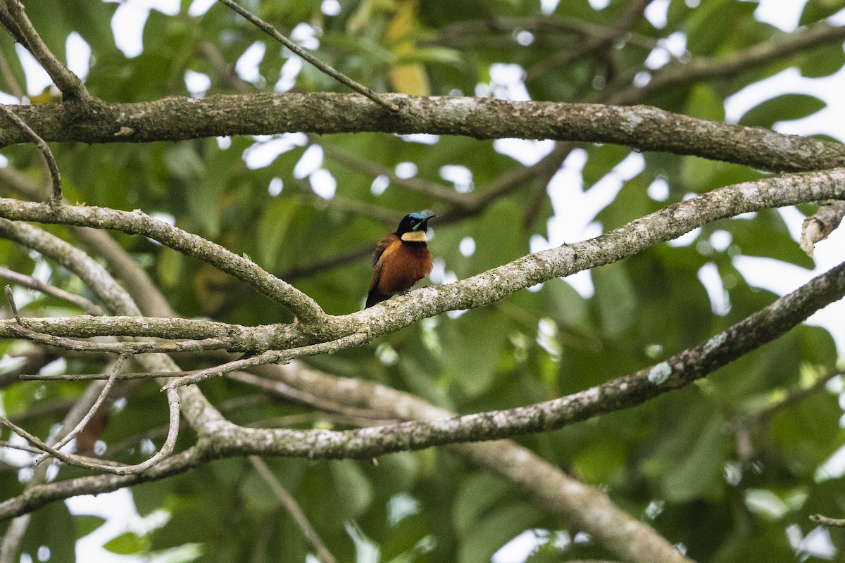 Buff-throated Sunbird - ML410481171