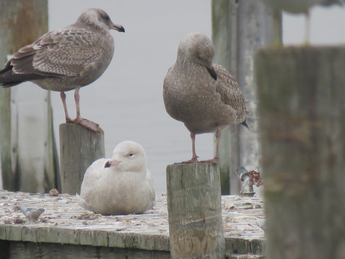 Glaucous Gull - ML410481421