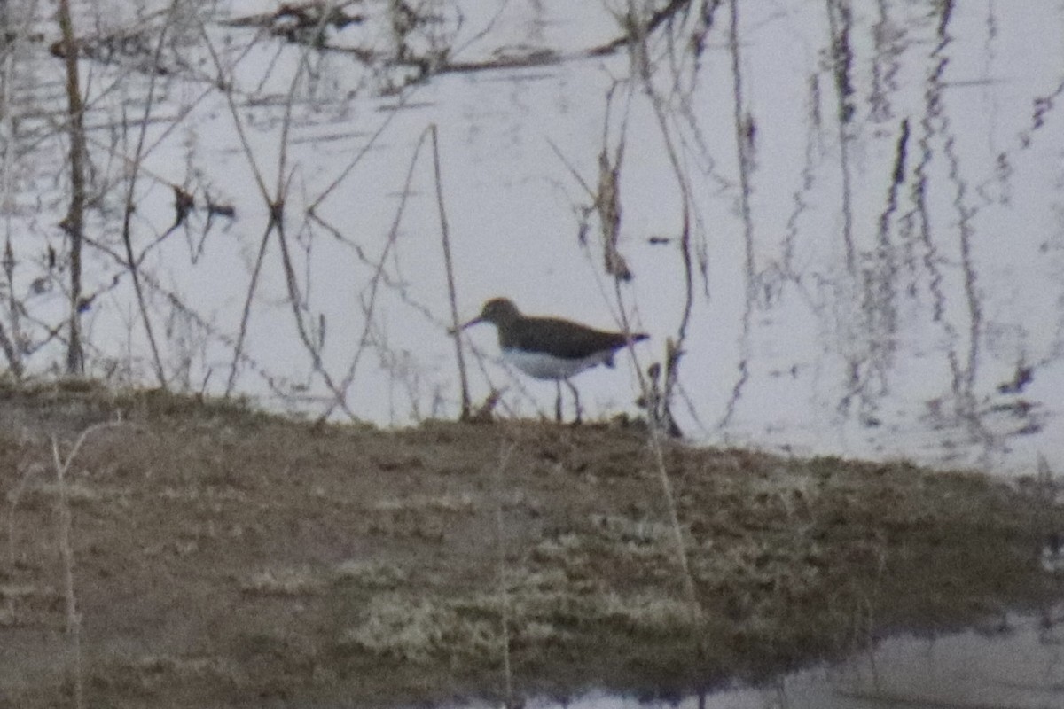 Wood Sandpiper - ML410481521