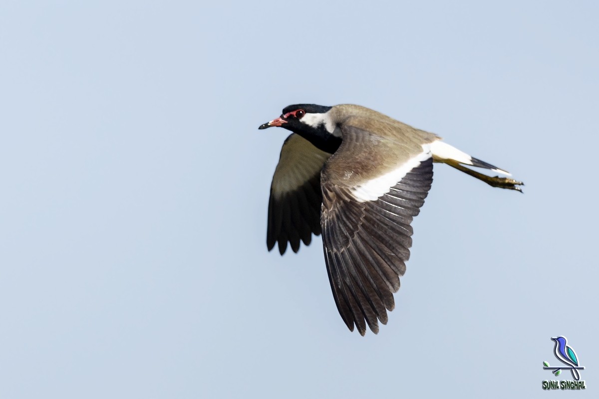 Red-wattled Lapwing - ML410481701