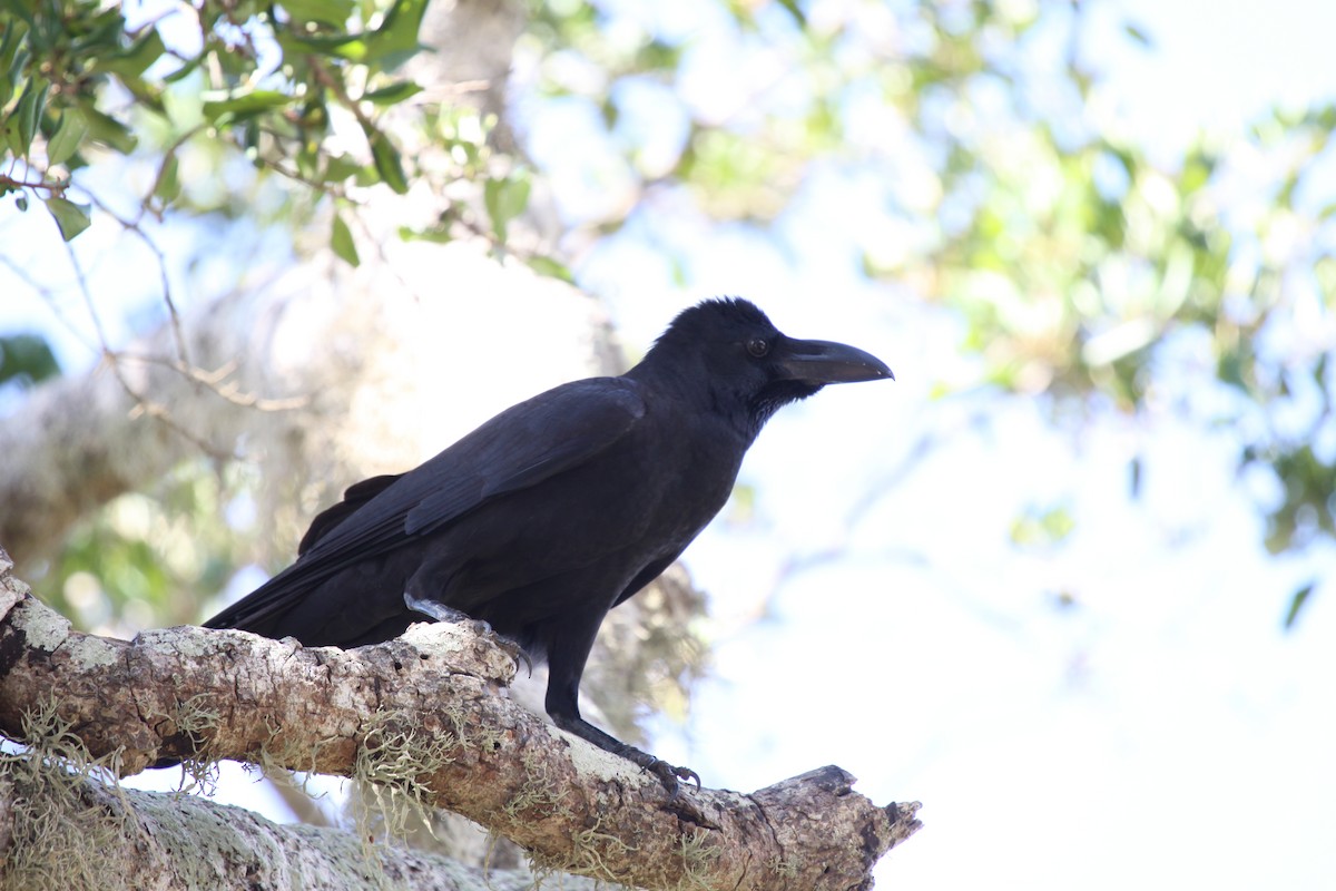 Large-billed Crow - Adam Byrne