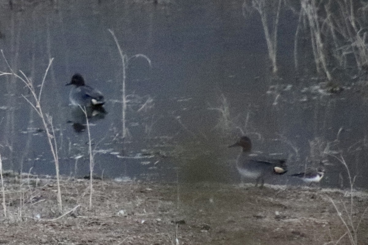 Northern Pintail - ML410482101