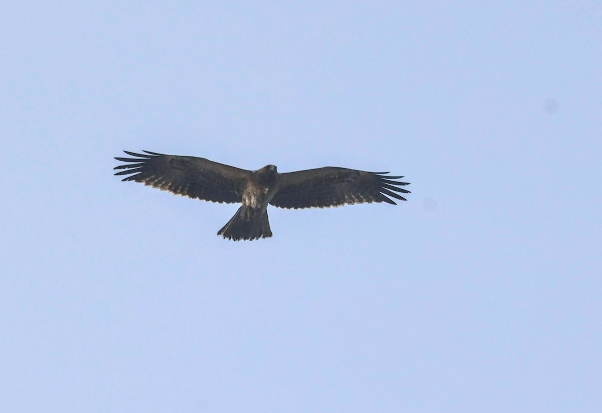 Aigle botté - ML410482301