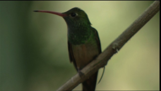 kolibřík yukatanský (ssp. cerviniventris/chalconota) - ML410483