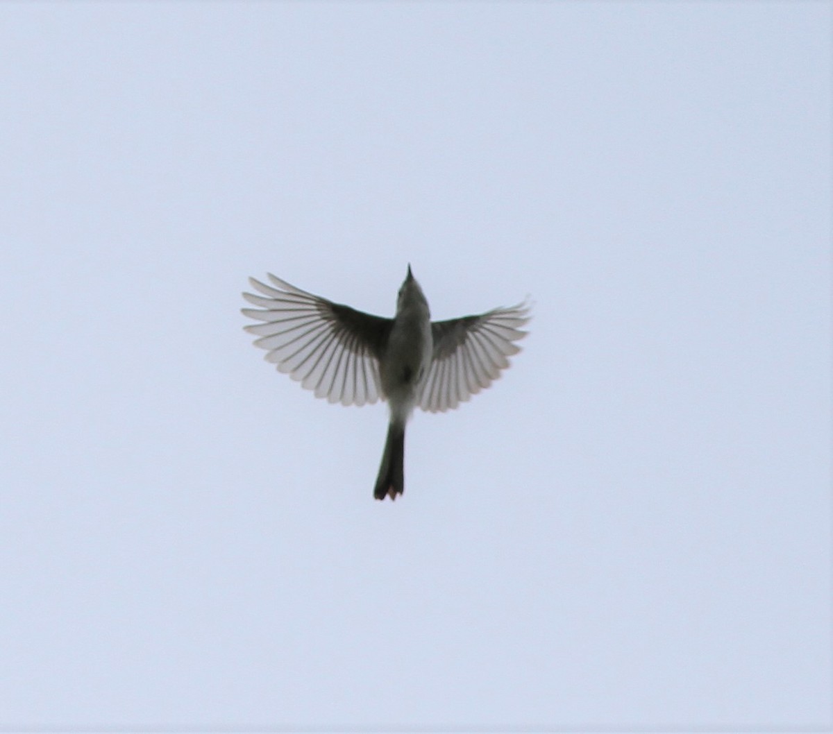 Blue-gray Gnatcatcher - David Wheeler