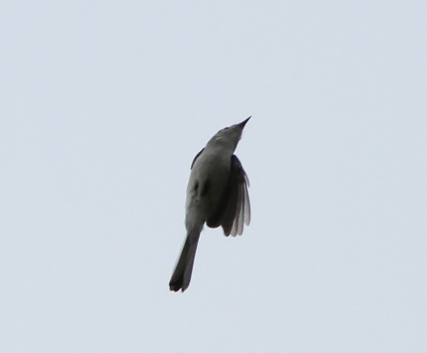 Blue-gray Gnatcatcher - David Wheeler