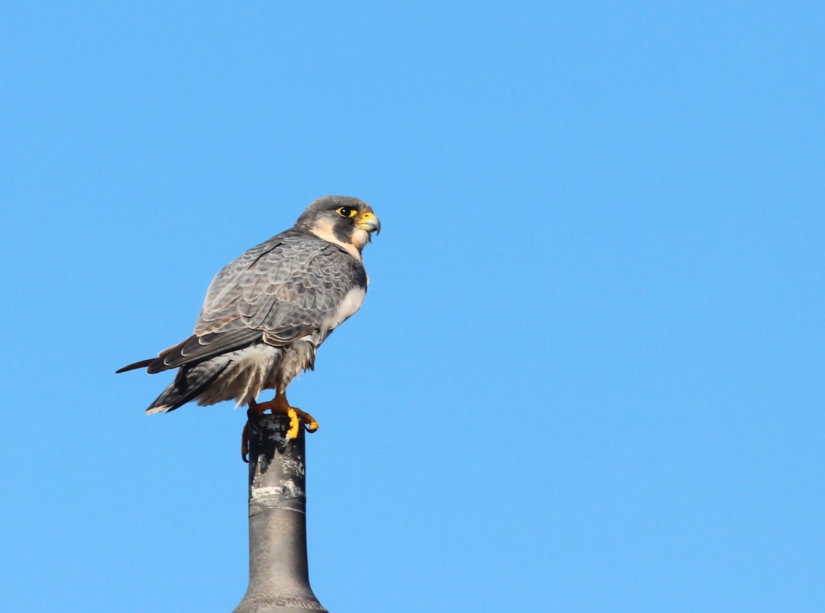 Peregrine Falcon - Shawn Billerman