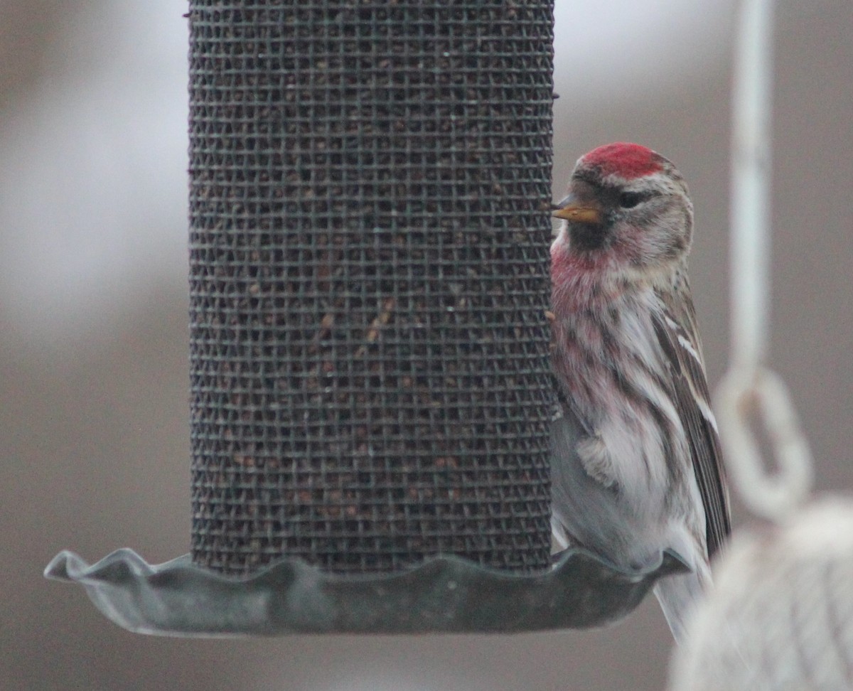 Common Redpoll - ML410486131