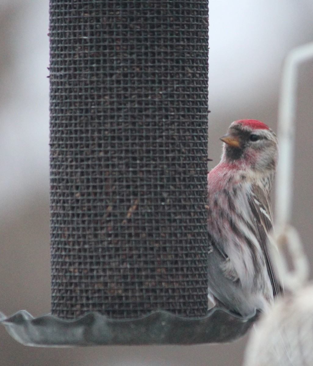 Common Redpoll - ML410486141