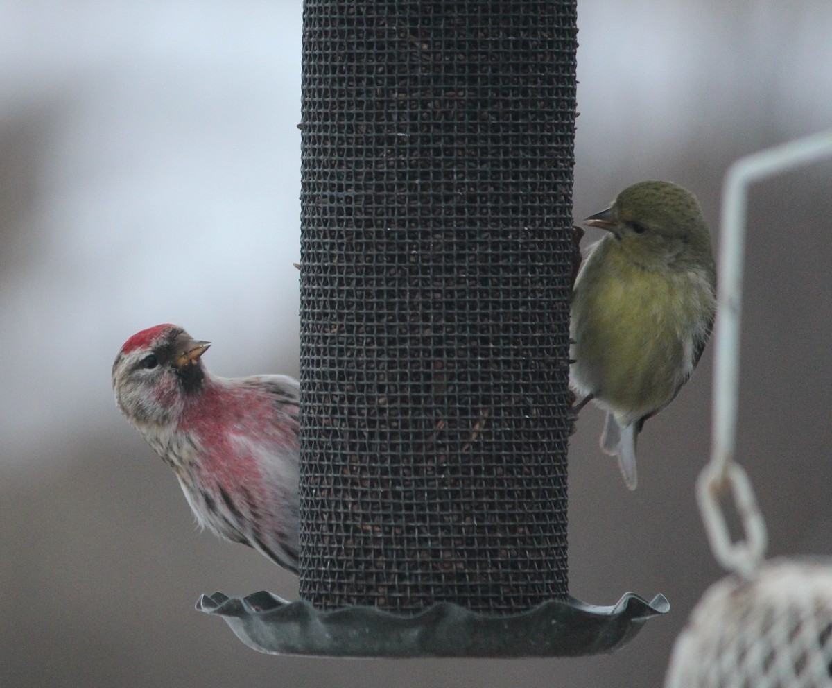 Common Redpoll - ML410486171