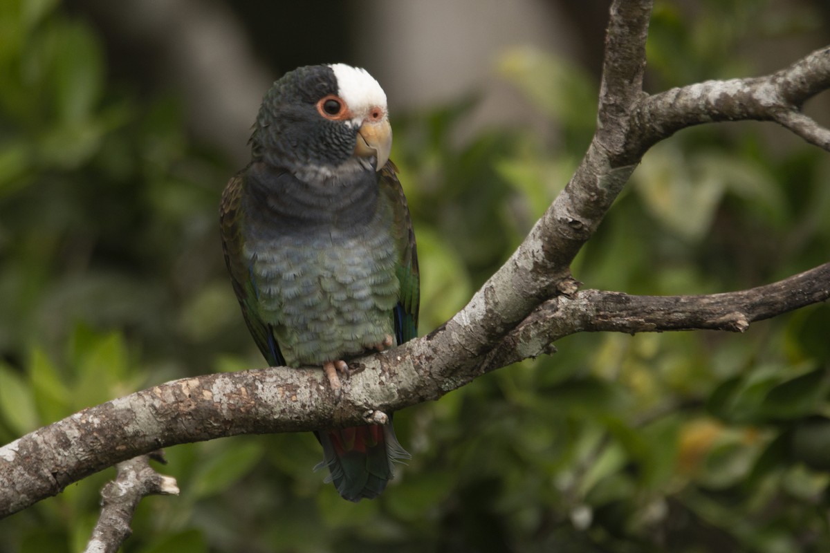 White-crowned Parrot - Nico Lormand