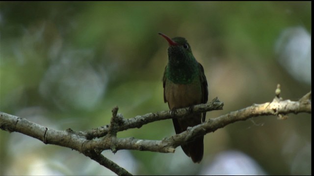 アカハシエメラルドハチドリ（cerviniventris／chalconota） - ML410487