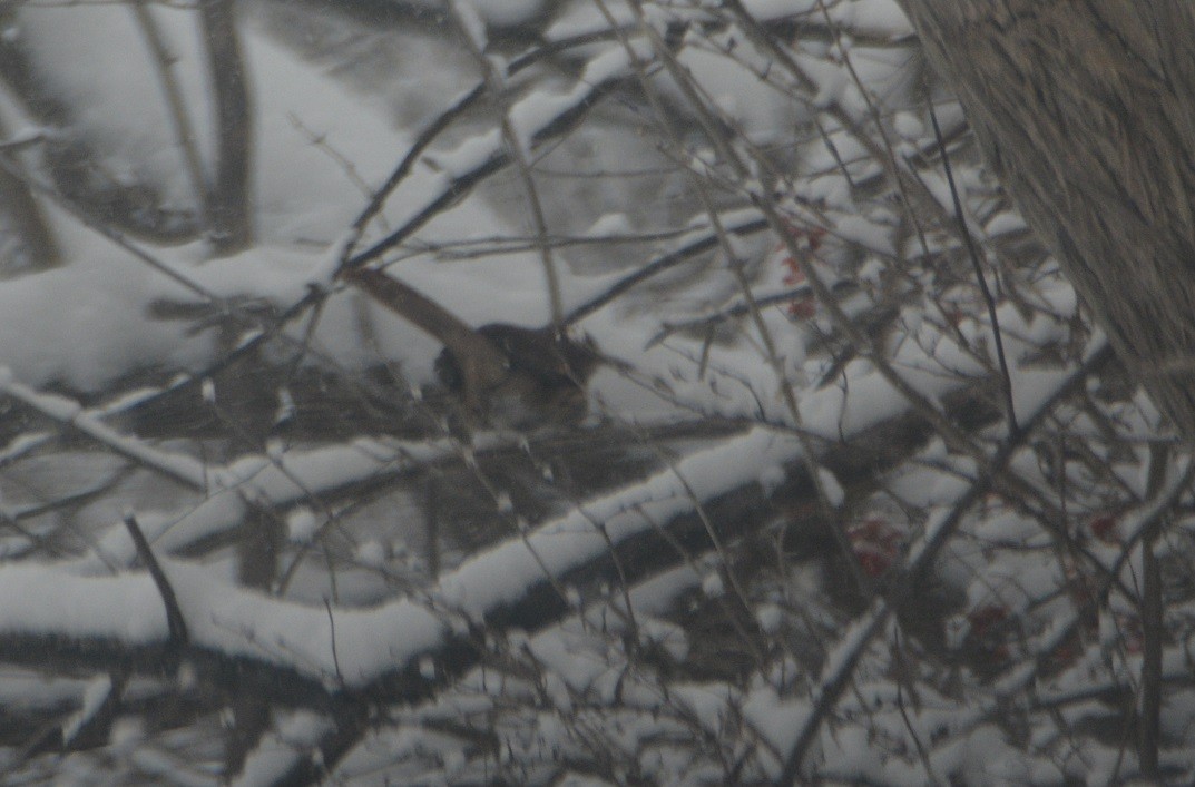 Brown Thrasher - ML410487541