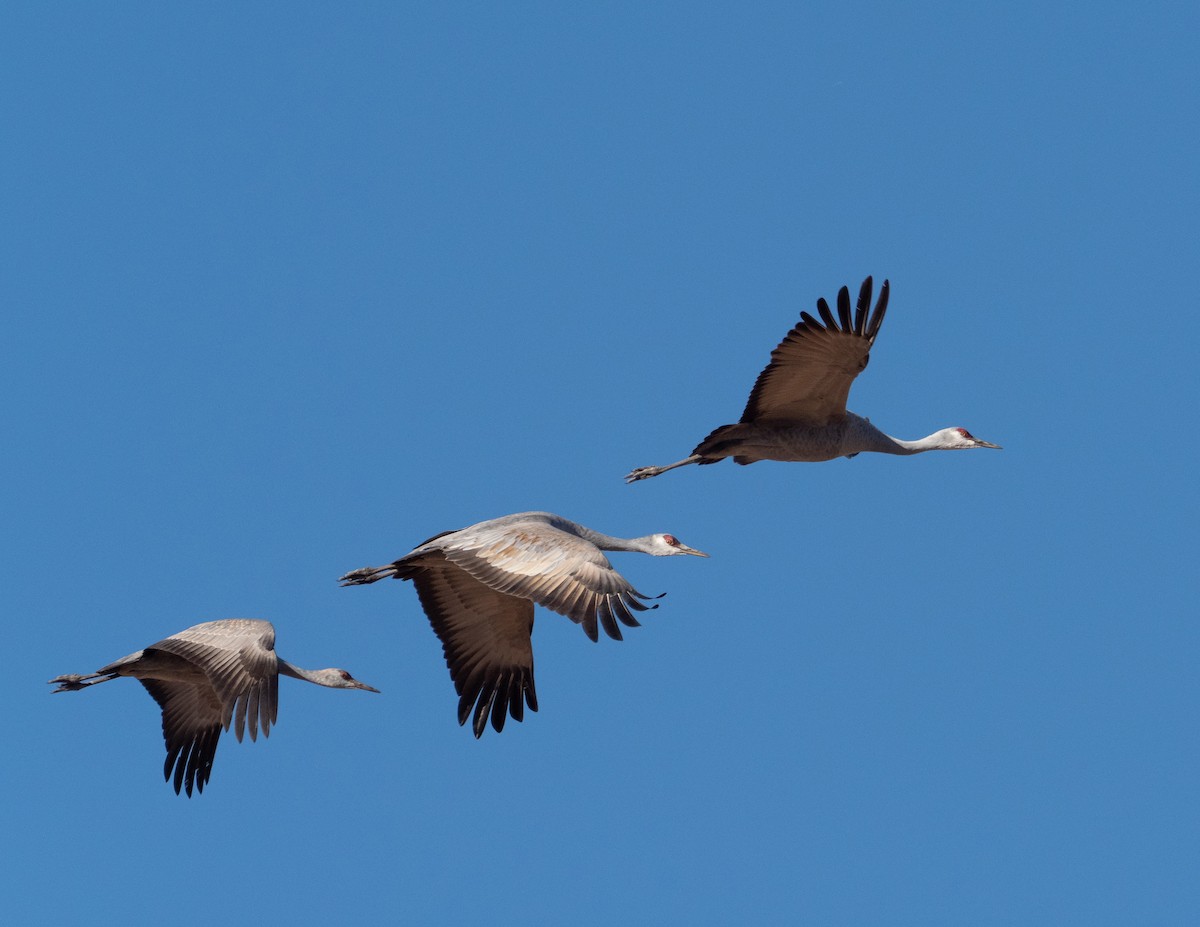 Grulla Canadiense - ML410487661