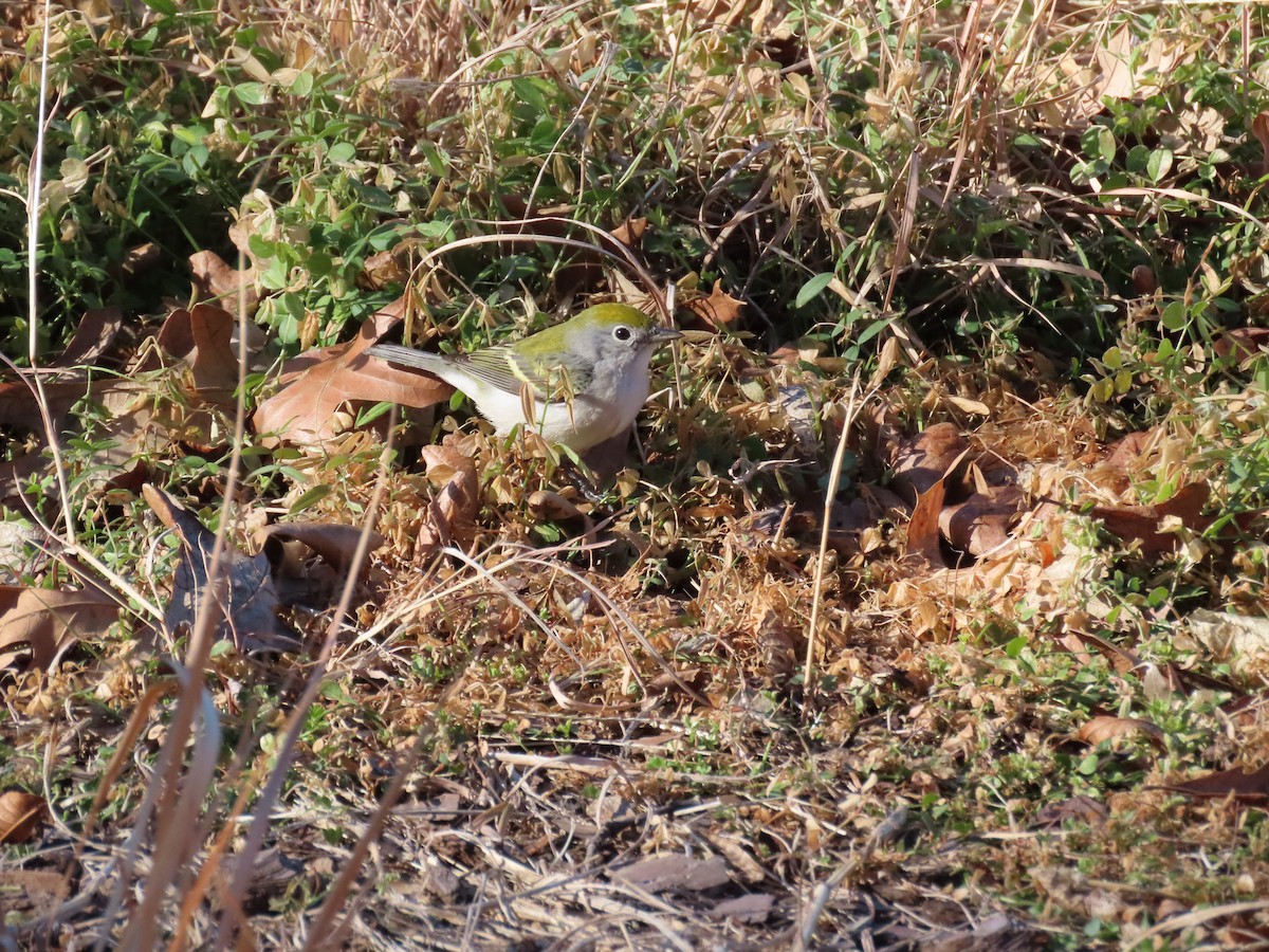 Chestnut-sided Warbler - Adelynn Woodard