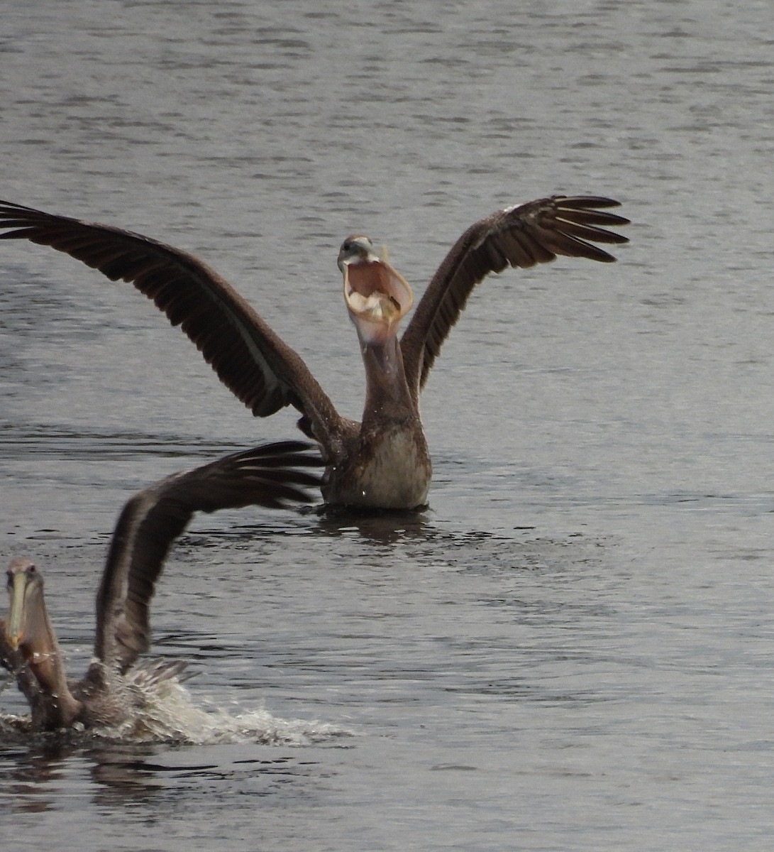 Brown Pelican - ML410488951