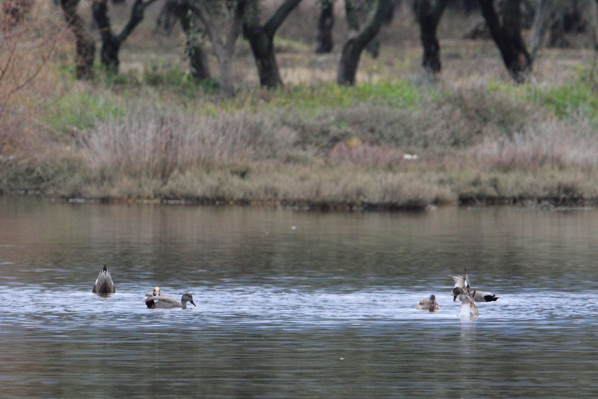 Gadwall - ML410489141