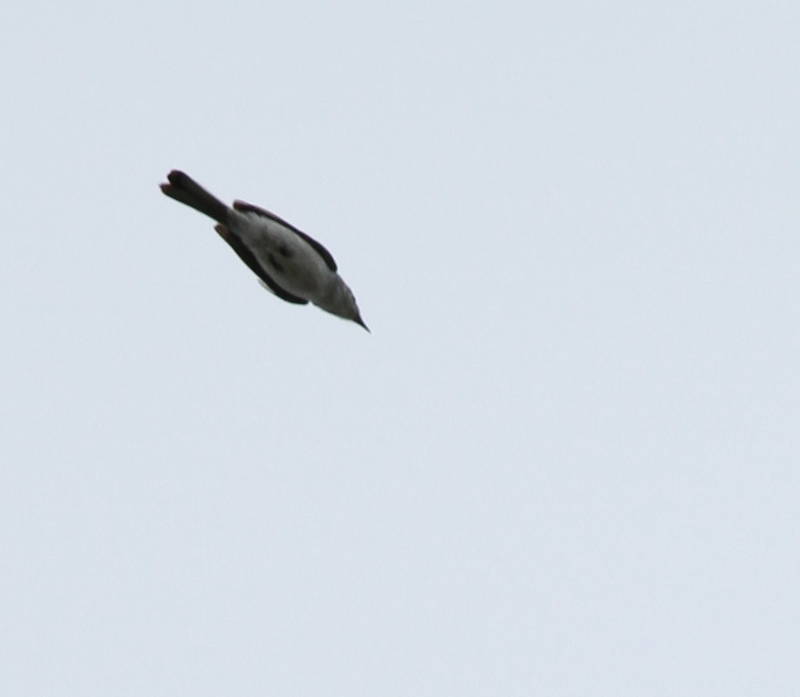 Blue-gray Gnatcatcher - David Wheeler