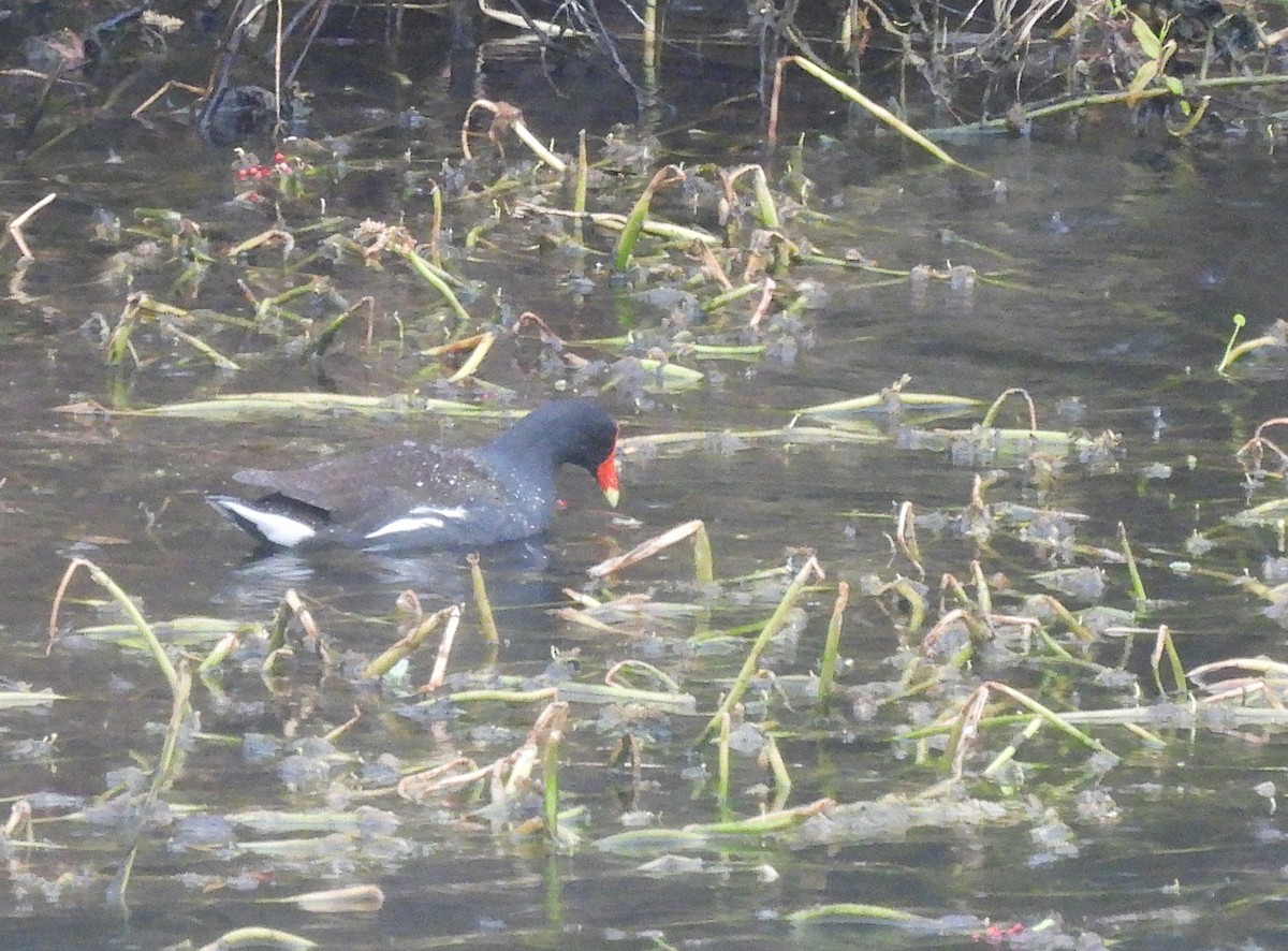 Common Gallinule - ML410489581