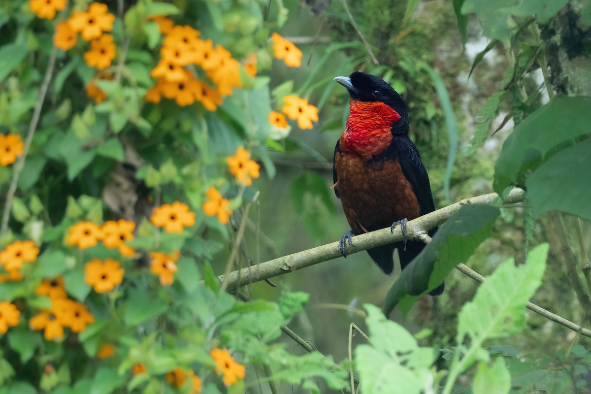 Red-ruffed Fruitcrow - Phil Chaon