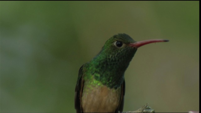 kolibřík yukatanský (ssp. cerviniventris/chalconota) - ML410490