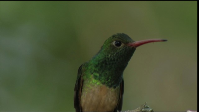 Amazilia Yucateca (cerviniventris/chalconota) - ML410490