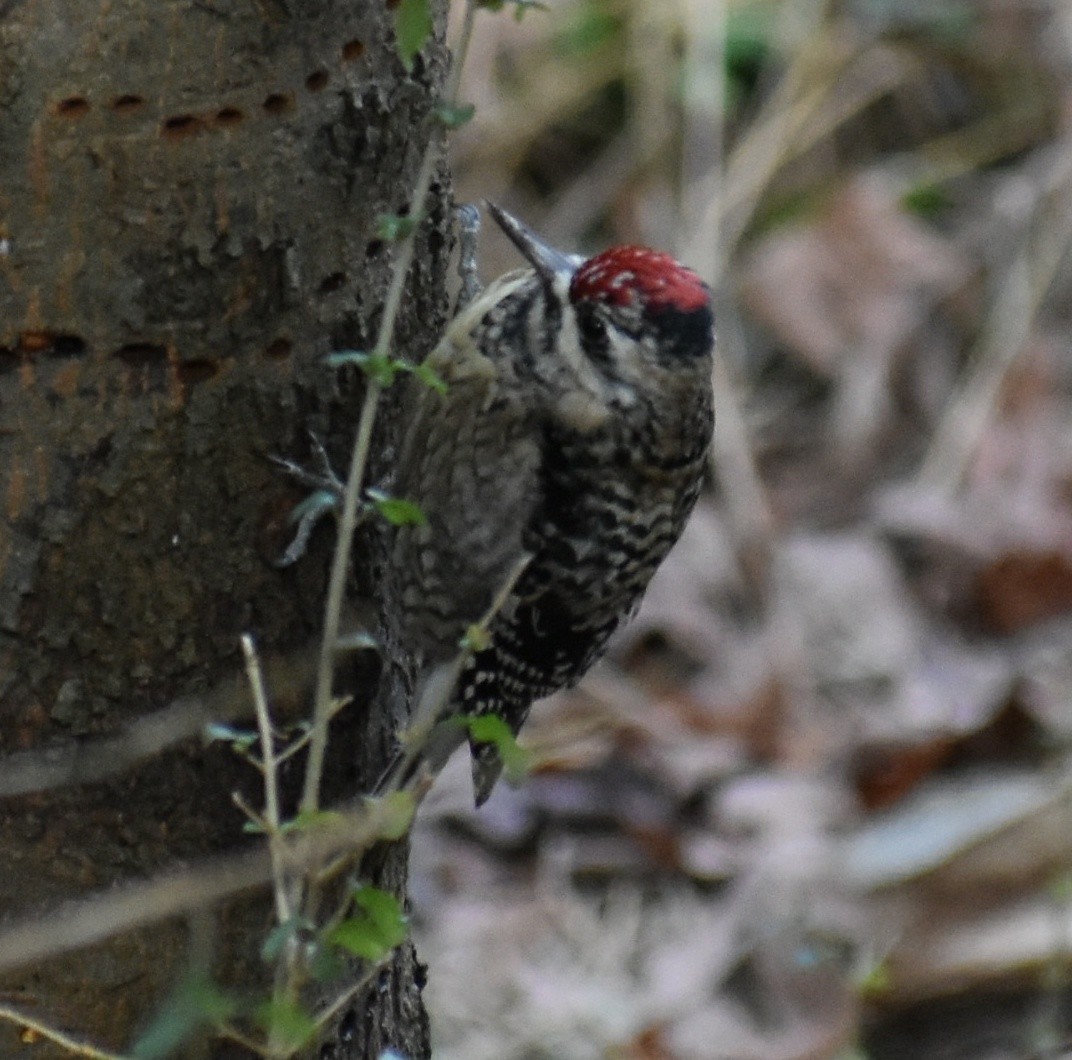 Yellow-bellied Sapsucker - ML410491751