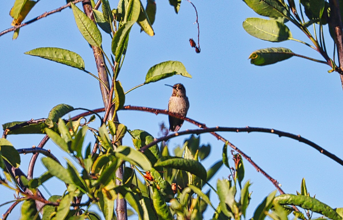 tanımsız Trochilidae sp. - ML410491861