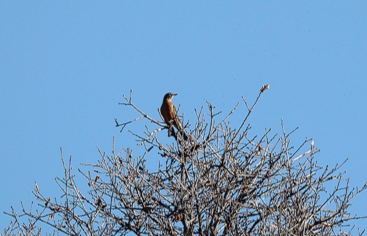 American Robin - ML410491991