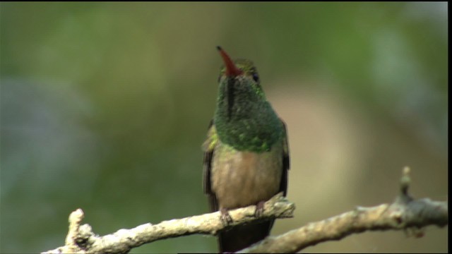 アカハシエメラルドハチドリ（cerviniventris／chalconota） - ML410492