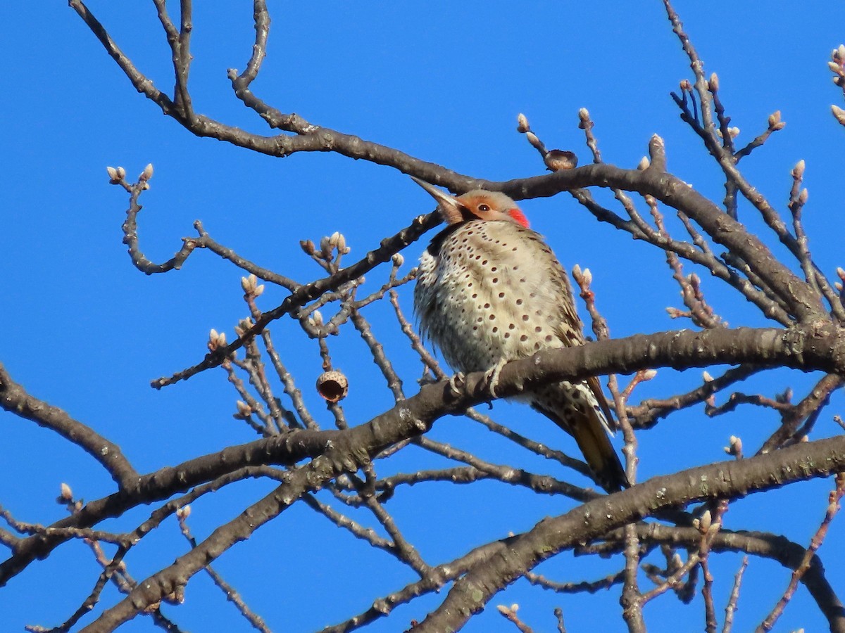 Northern Flicker (Yellow-shafted) - ML410492051