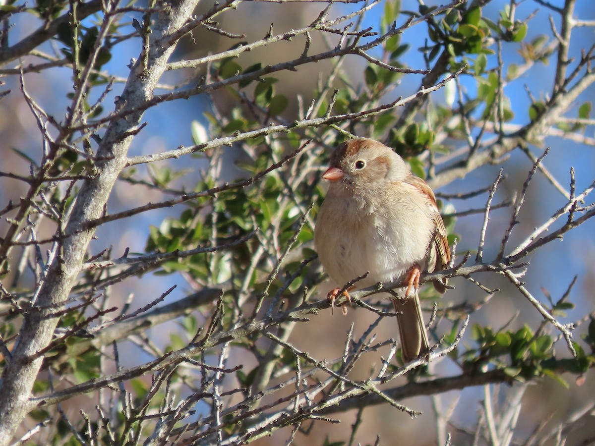 Field Sparrow - ML410492141