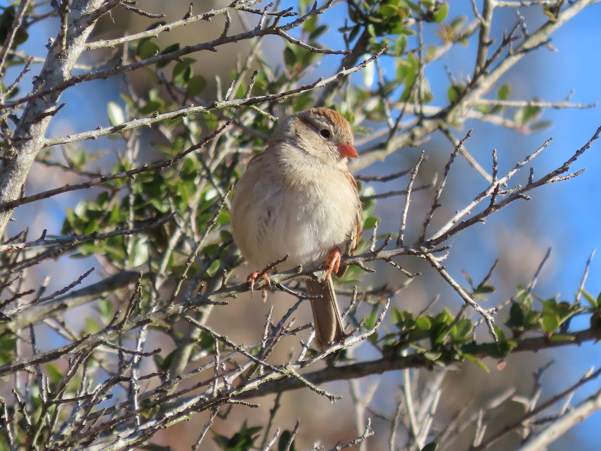Field Sparrow - ML410492191