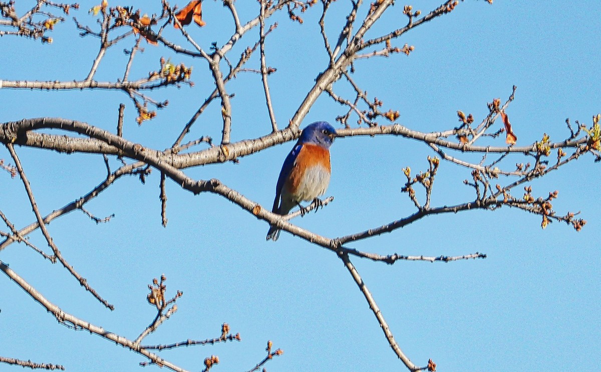 Western Bluebird - ML410492341