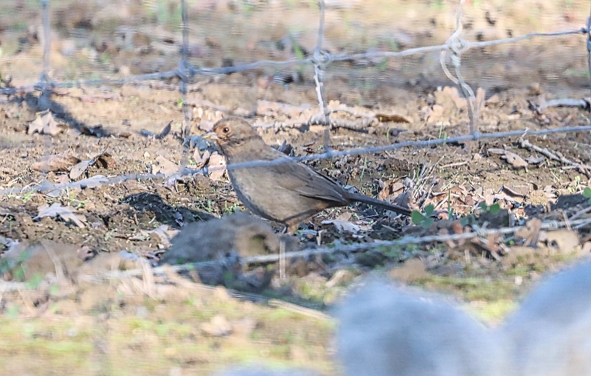 California Towhee - ML410492591