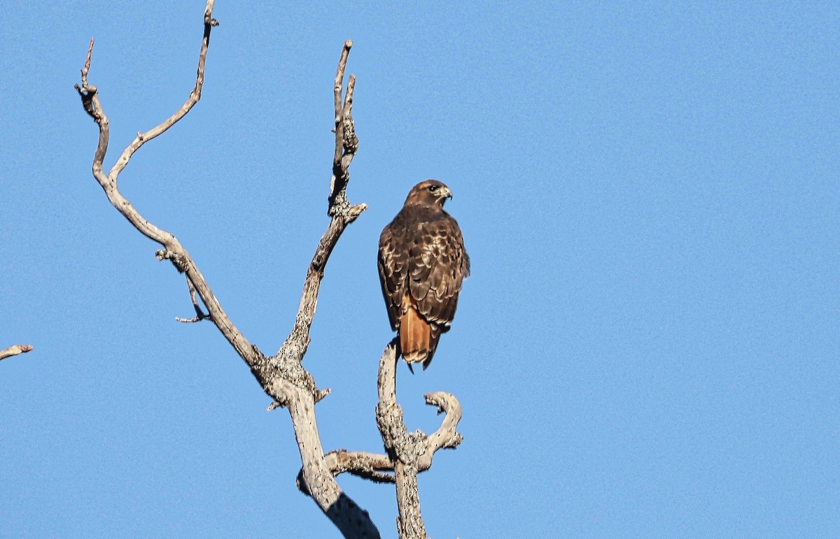 Red-tailed Hawk - ML410492811