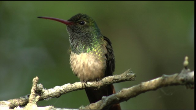 アカハシエメラルドハチドリ（cerviniventris／chalconota） - ML410493