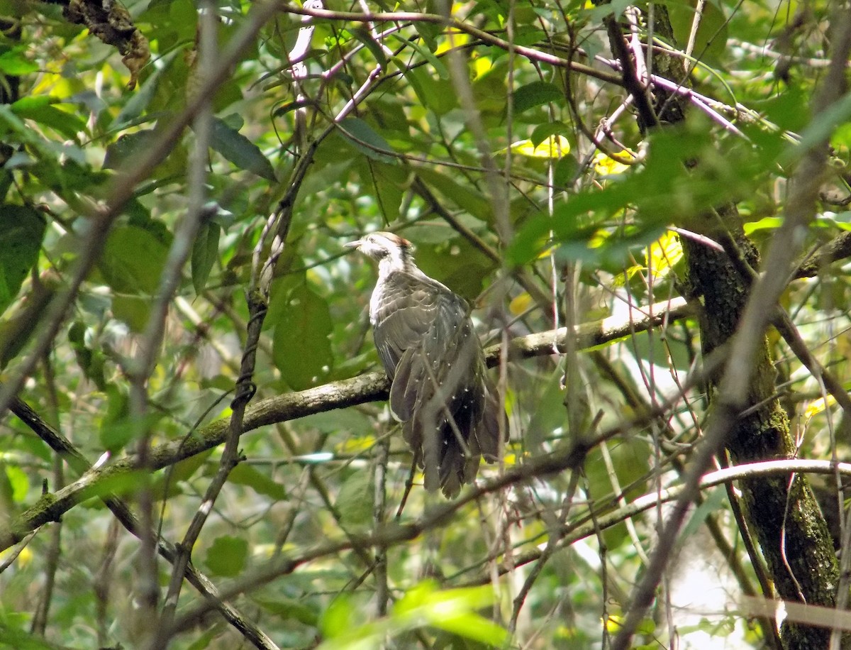 Pheasant Cuckoo - ML410493561