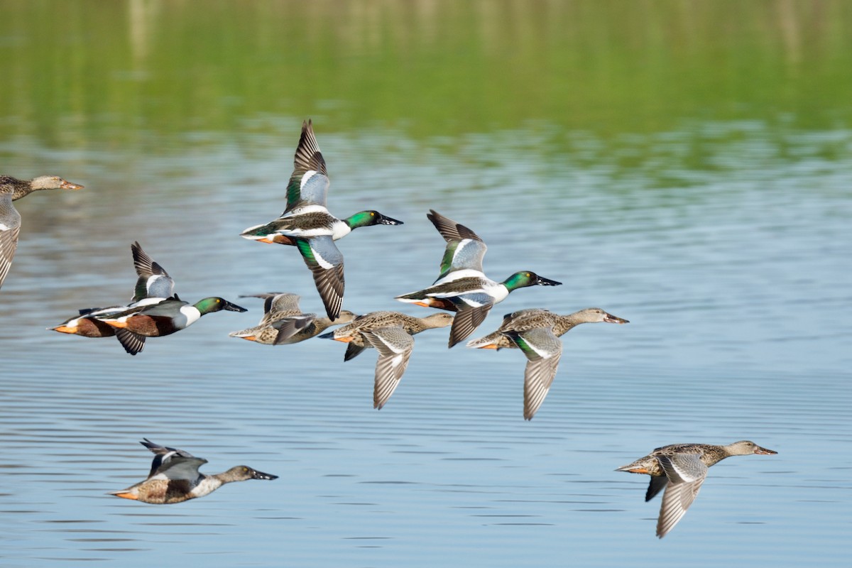 Northern Shoveler - ML410493591