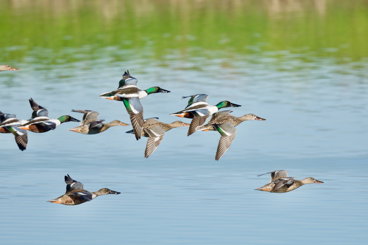 Northern Shoveler - ML410493601