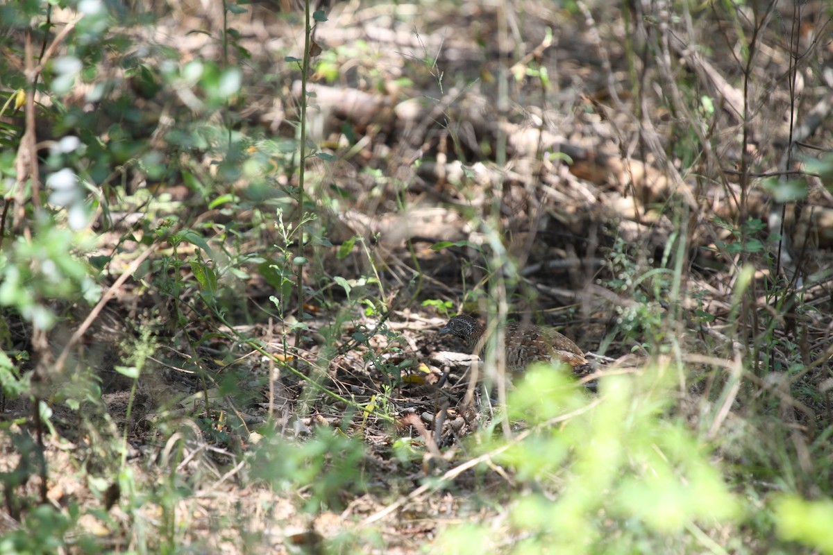 Barred Buttonquail - ML41049431