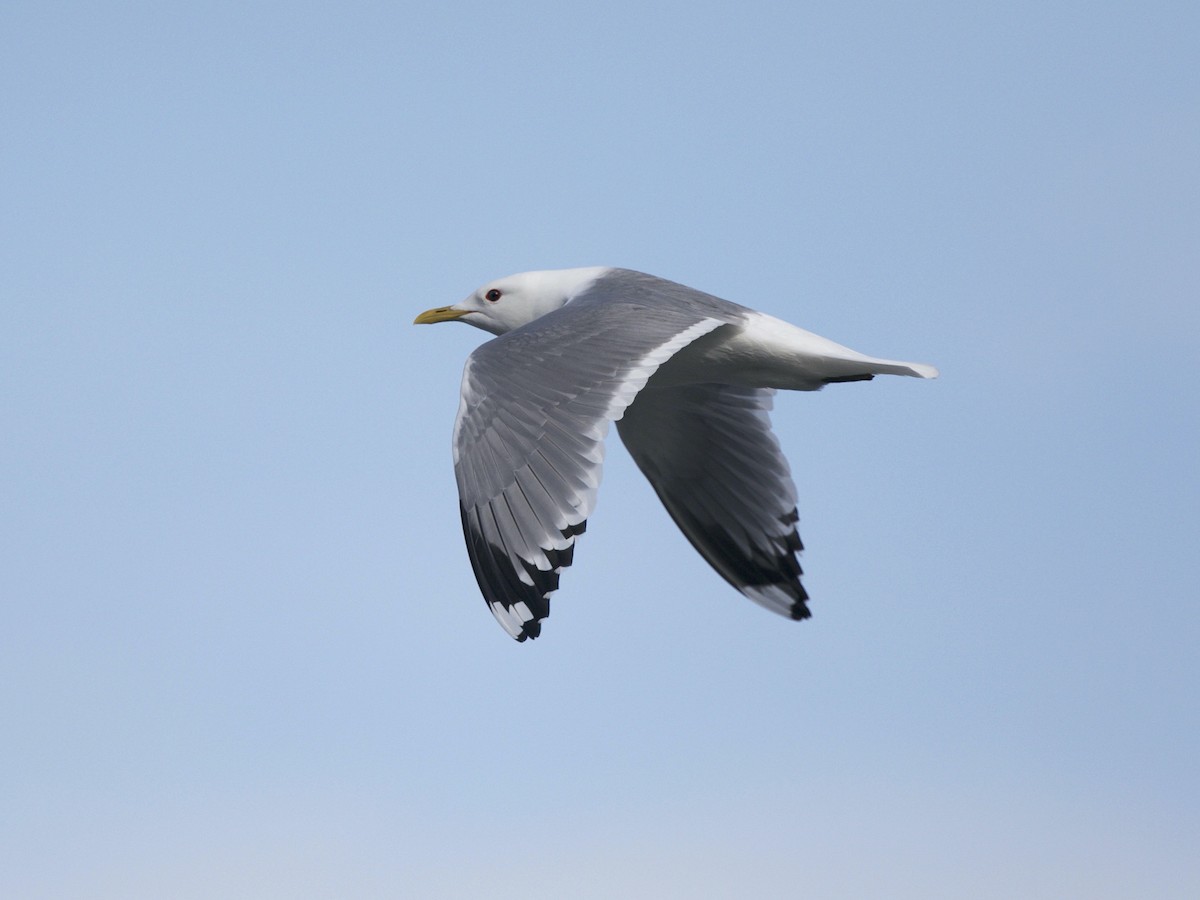 Short-billed Gull - ML410496161