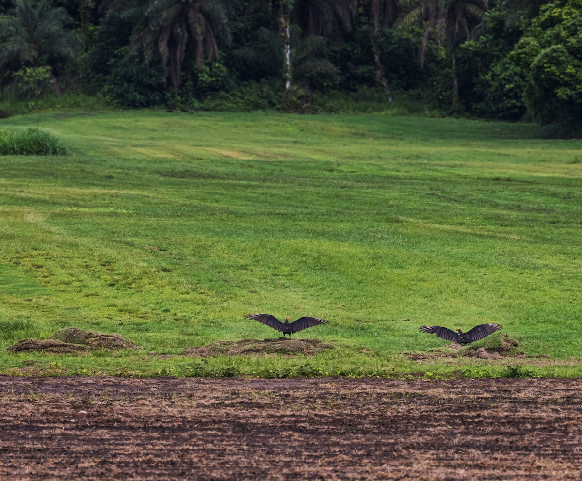 Lesser Yellow-headed Vulture - ML410497131